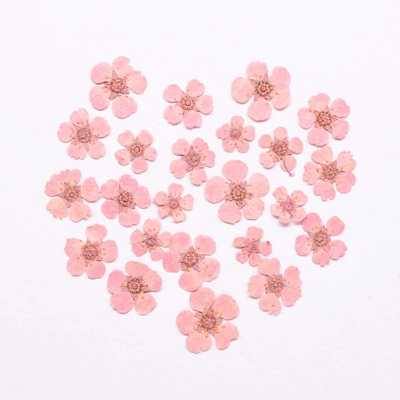 96 mini fleurs séchées pressées 1,5 cm pour résine