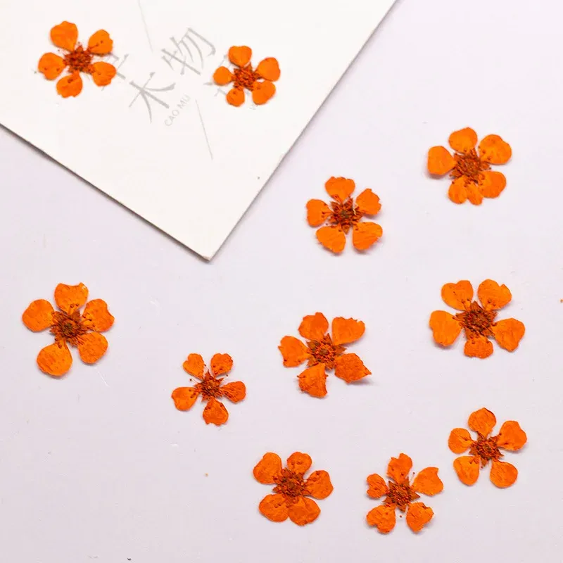 96 mini fleurs séchées pressées 1,5 cm pour résine