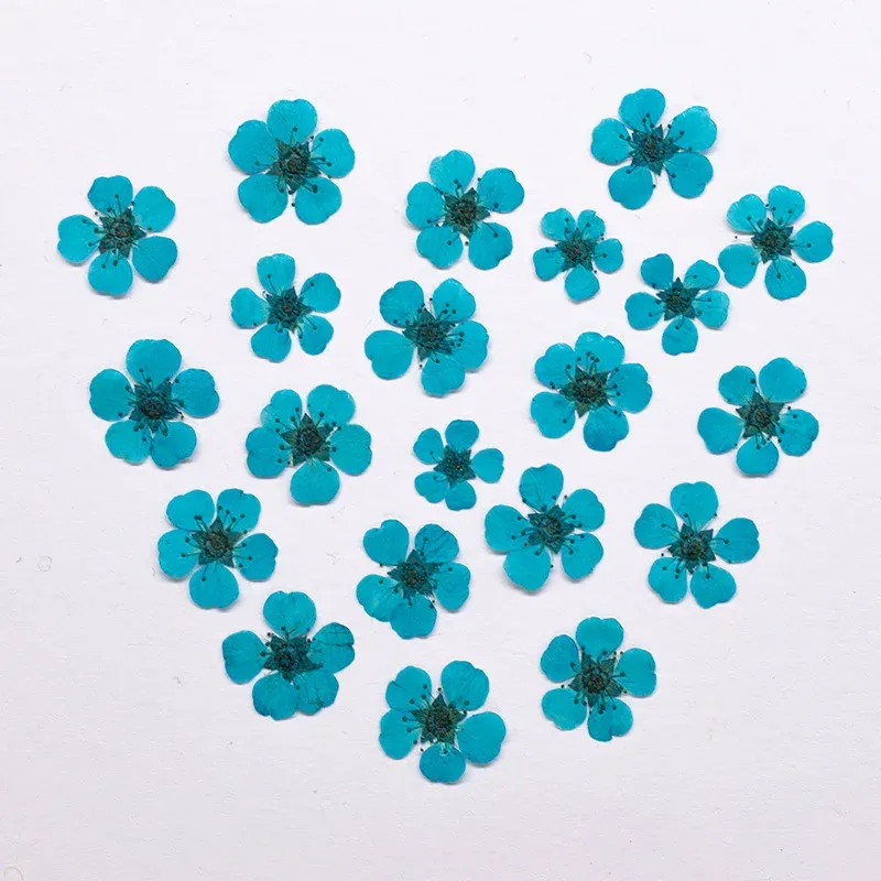 96 mini fleurs séchées pressées 1,5 cm pour résine