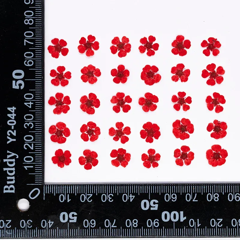 96 mini fleurs séchées pressées 1,5 cm pour résine