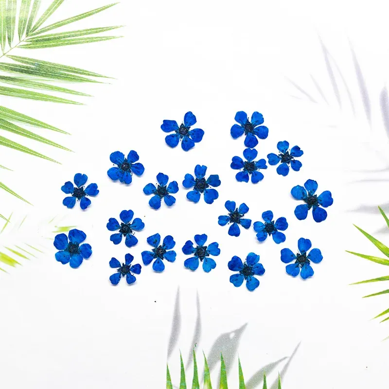 96 mini fleurs séchées pressées 1,5 cm pour résine