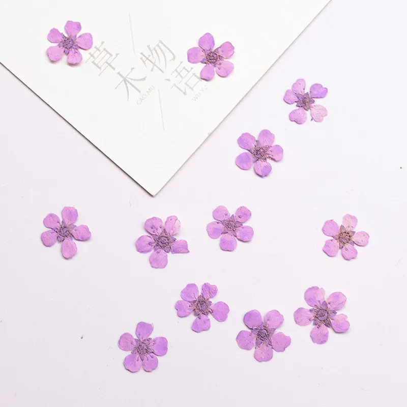 96 mini fleurs séchées pressées 1,5 cm pour résine