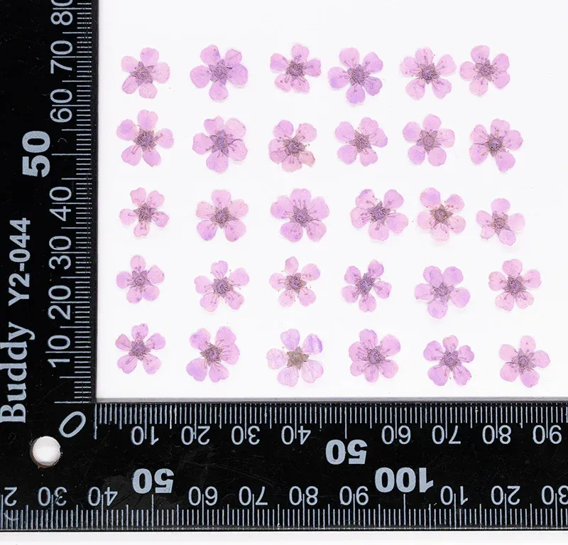 96 mini fleurs séchées pressées 1,5 cm pour résine