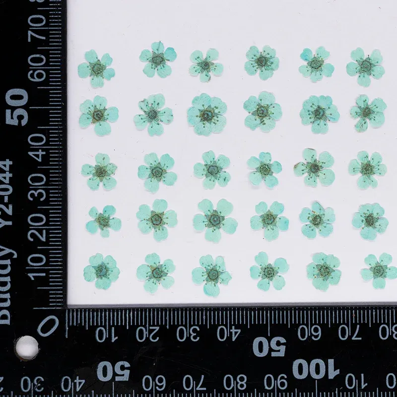 96 mini fleurs séchées pressées 1,5 cm pour résine