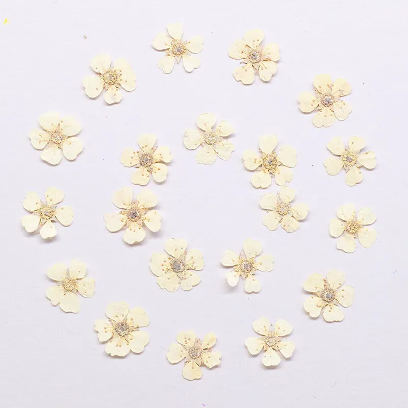 96 mini fleurs séchées pressées 1,5 cm pour résine