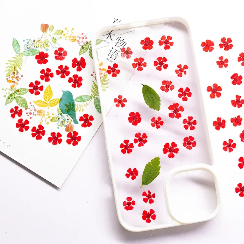 96 mini fleurs séchées pressées 1,5 cm pour résine
