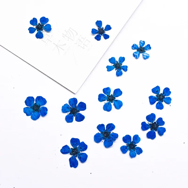 96 mini fleurs séchées pressées 1,5 cm pour résine