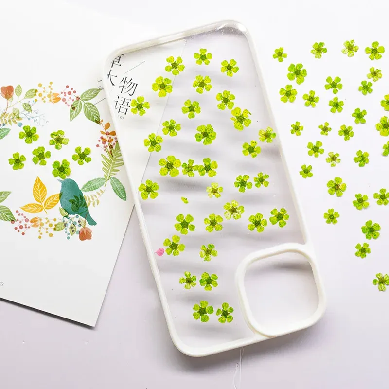 96 mini fleurs séchées pressées 1,5 cm pour résine