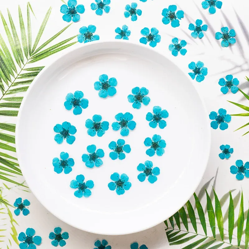 96 mini fleurs séchées pressées 1,5 cm pour résine