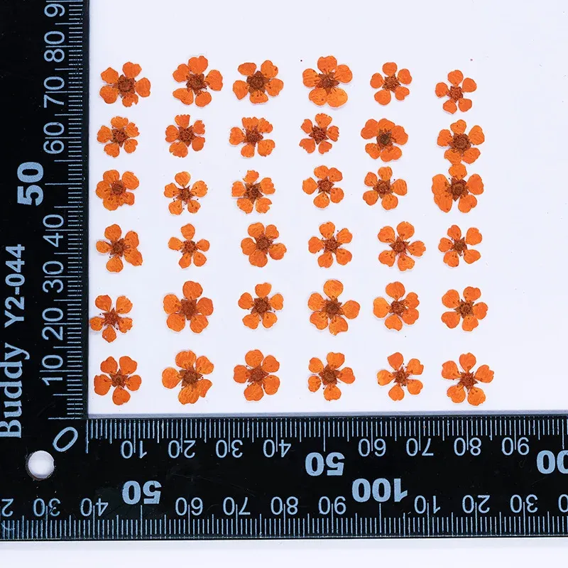 96 mini fleurs séchées pressées 1,5 cm pour résine