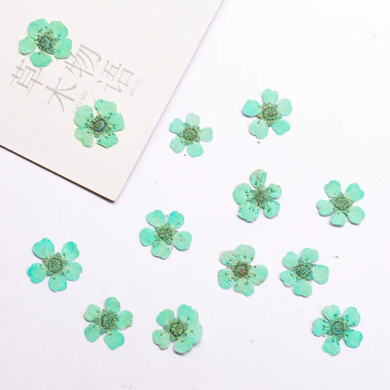 96 mini fleurs séchées pressées 1,5 cm pour résine