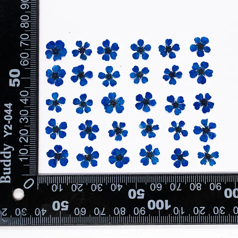 96 mini fleurs séchées pressées 1,5 cm pour résine