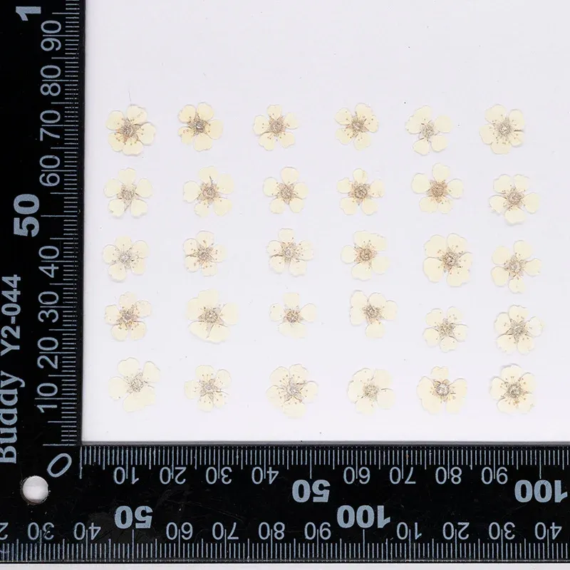 96 mini fleurs séchées pressées 1,5 cm pour résine