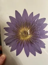 Avis clients – Grandes fleurs de nénuphar séchées pressées 8 à 15 cm
