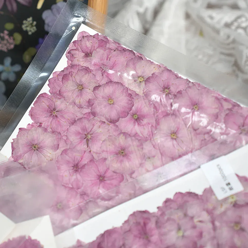Fleurs de cerisier séchées pressées pour résine et bougies