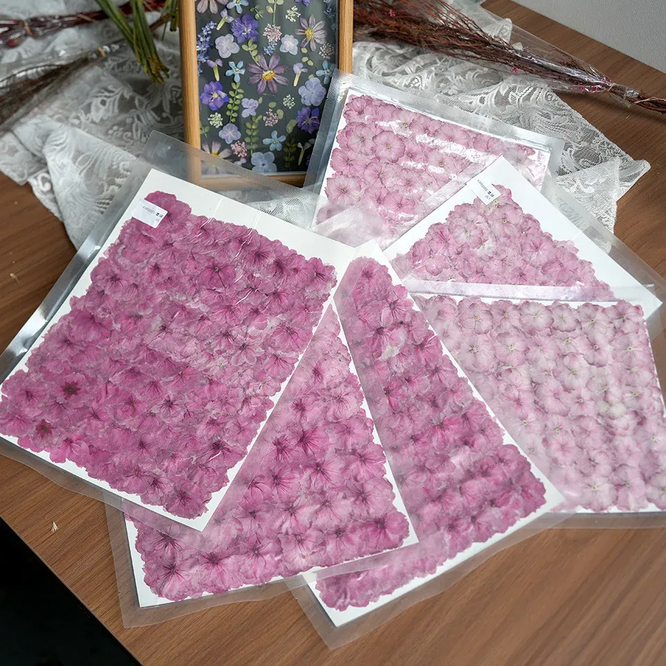 Fleurs de cerisier séchées pressées pour résine et bougies