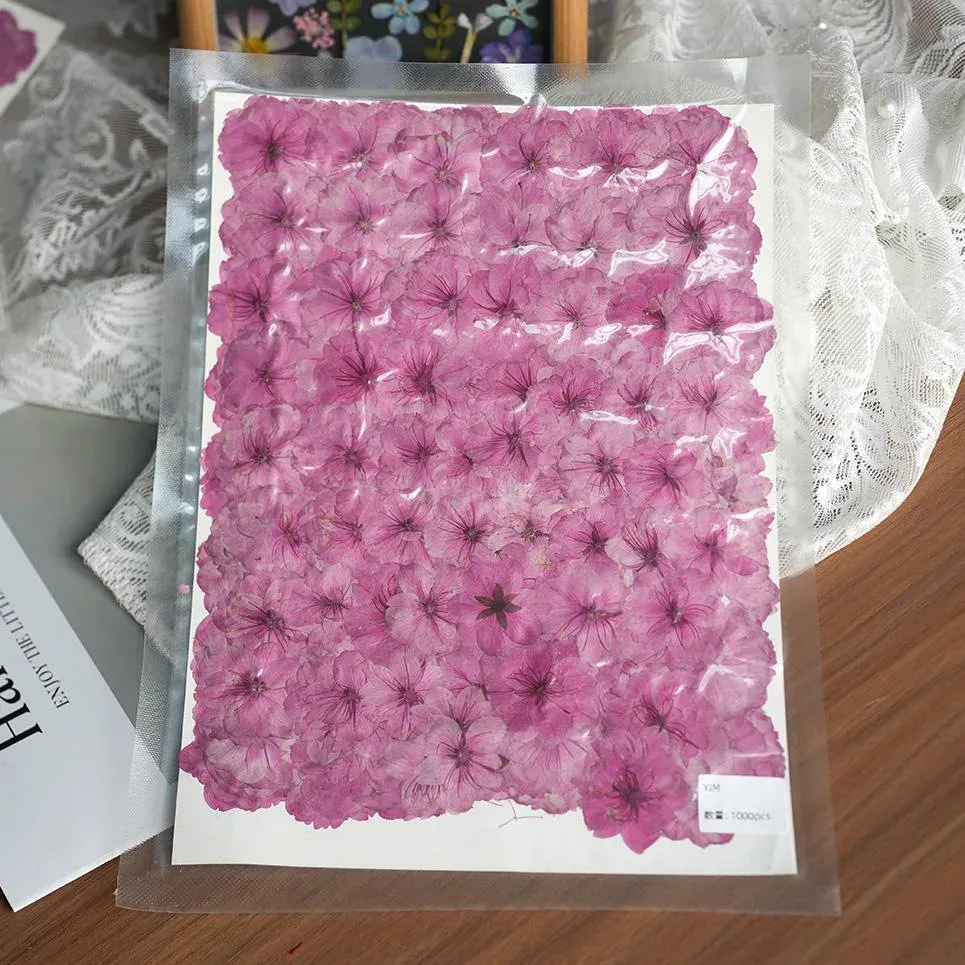 Fleurs de cerisier séchées pressées pour résine et bougies