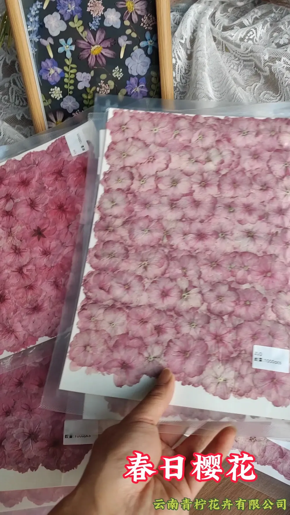 Fleurs de cerisier séchées pressées pour résine et bougies