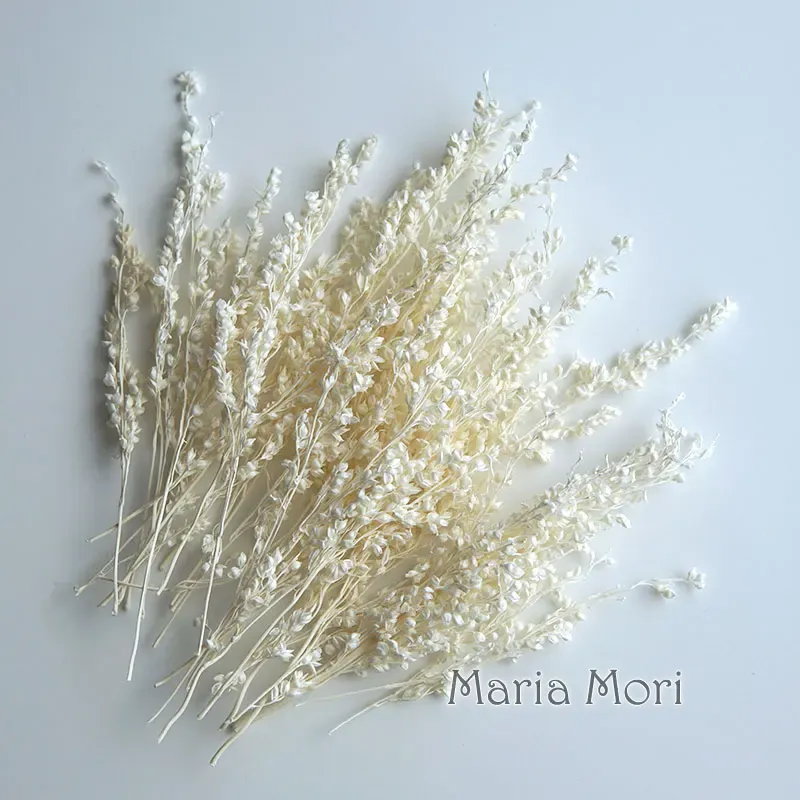 Fleurs de maïs séchées colorées 10g pour artisanat