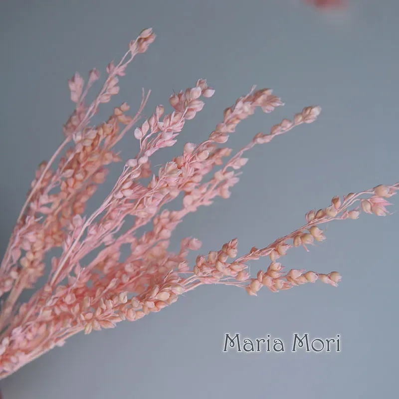 Fleurs de maïs séchées colorées 10g pour artisanat