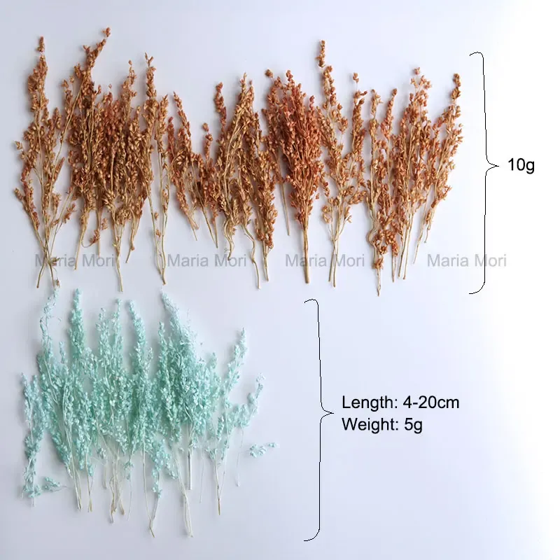 Fleurs de maïs séchées colorées 10g pour artisanat