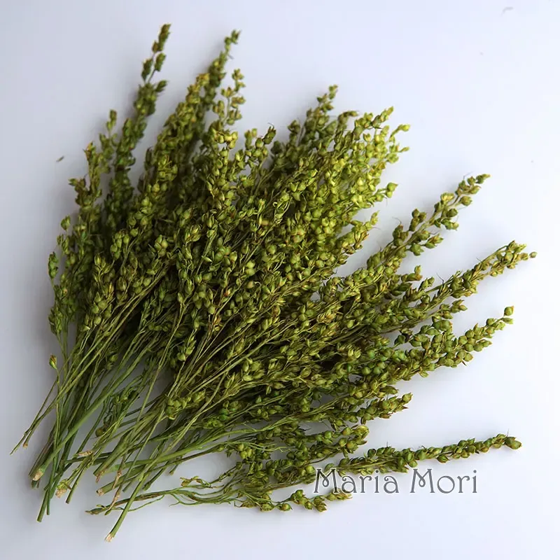 Fleurs de maïs séchées colorées 10g pour artisanat