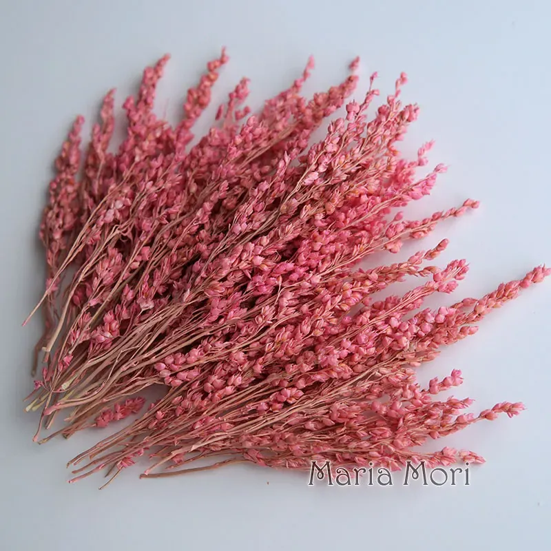 Fleurs de maïs séchées colorées 10g pour artisanat