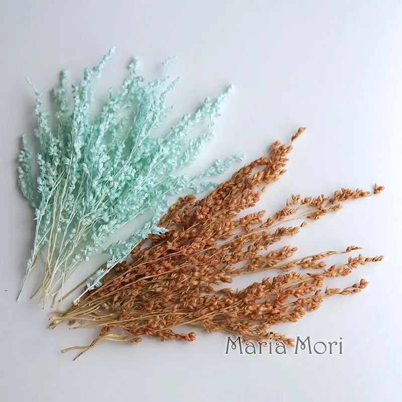 Fleurs de maïs séchées colorées 10g pour artisanat
