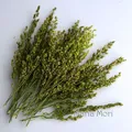 Fleurs de maïs séchées colorées 10g pour artisanat – Couleur Green