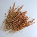 Fleurs de maïs séchées colorées 10g pour artisanat – Couleur Light Brown
