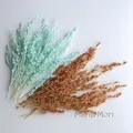 Fleurs de maïs séchées colorées 10g pour artisanat – Couleur Mix 2