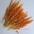 Fleurs de maïs séchées colorées 10g pour artisanat – Couleur Orange