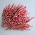 Fleurs de maïs séchées colorées 10g pour artisanat – Couleur Pink