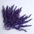 Fleurs de maïs séchées colorées 10g pour artisanat – Couleur Purple