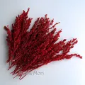 Fleurs de maïs séchées colorées 10g pour artisanat – Couleur Red