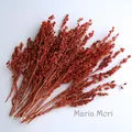 Fleurs de maïs séchées colorées 10g pour artisanat – Couleur Red Brown