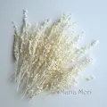 Fleurs de maïs séchées colorées 10g pour artisanat – Couleur White