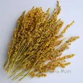 Fleurs de maïs séchées colorées 10g pour artisanat – Couleur Yellow
