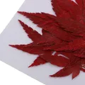 Fleurs naturelles séchées pour résine et bijoux – 1