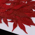 Fleurs naturelles séchées pour résine et bijoux – 2
