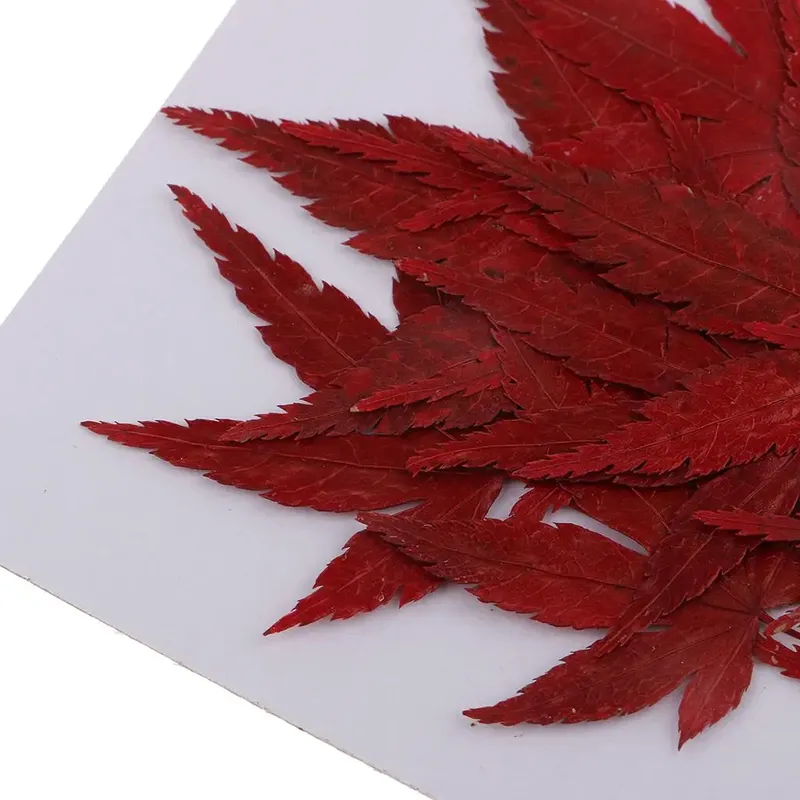 Fleurs naturelles séchées pour résine et bijoux