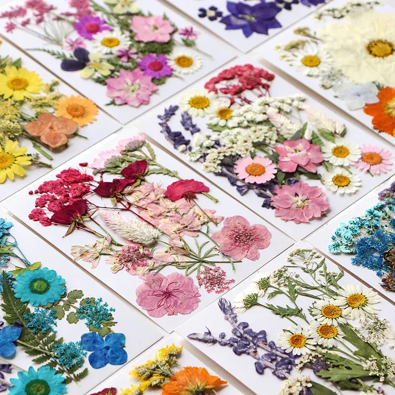 Fleurs séchées et feuilles pressées pour marque-pages et résine