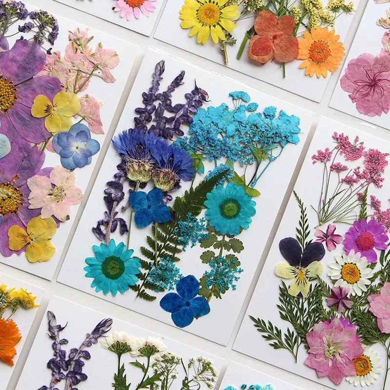 Fleurs séchées et feuilles pressées pour marque-pages et résine