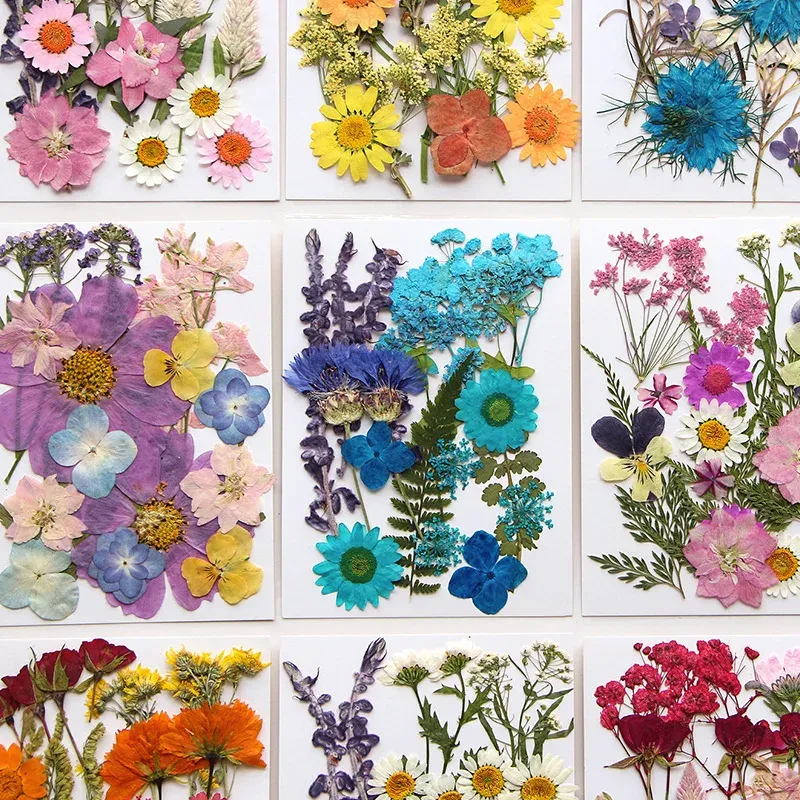 Fleurs séchées et feuilles pressées pour marque-pages et résine