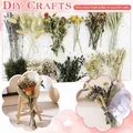 Fleurs séchées naturelles miniatures pour loisirs créatifs – 3