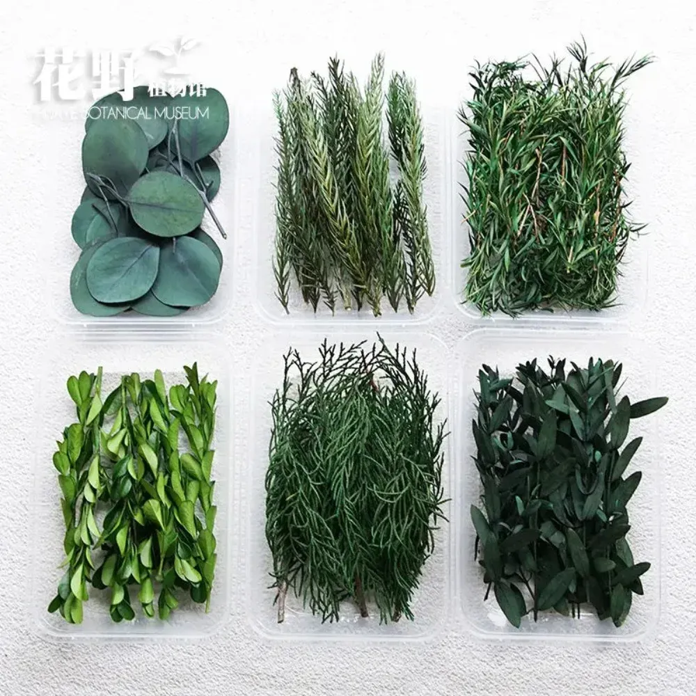 Fleurs séchées naturelles pour résine et bougies