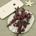 Fleurs séchées naturelles pour résine et bougies – Couleur image color  20pcs