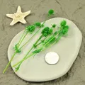 Fleurs séchées naturelles pour résine et bougies – Couleur image color  5pcs