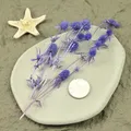 Fleurs séchées naturelles pour résine et bougies – Couleur image color 5pcs