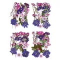 Fleurs séchées naturelles pressées pour résine et bijoux – 6